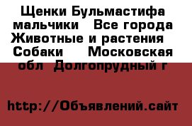 Щенки Бульмастифа мальчики - Все города Животные и растения » Собаки   . Московская обл.,Долгопрудный г.